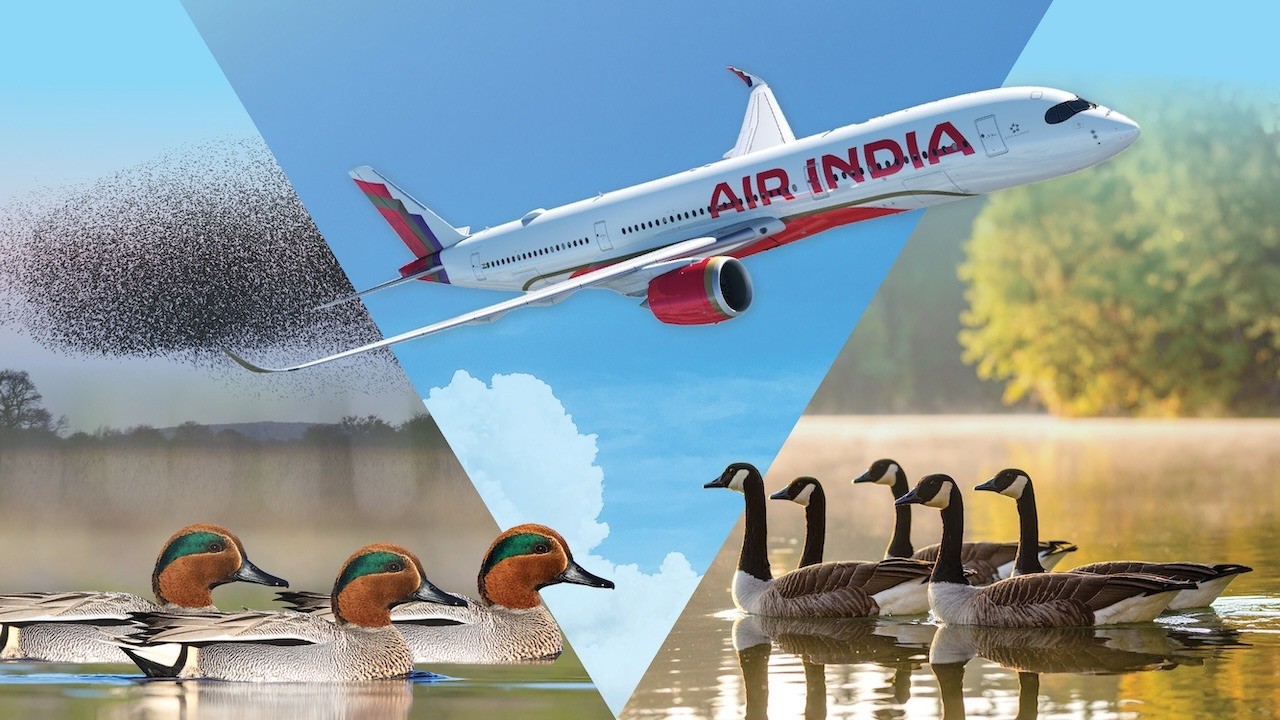 Ducks, Geese, and Planes Ducks, Geese, and Planes
